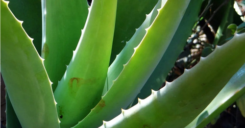 10 Folha Babosa Aloe Vera 60cm Menor Q 50cm Frescas Top