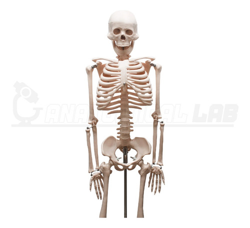 Esqueleto Humano De 85 Cm Com Suporte