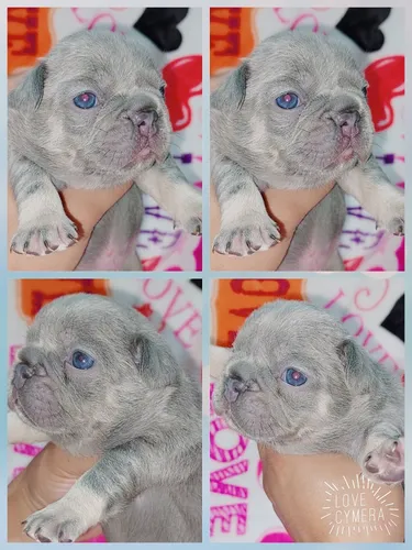 Bulldog Frances Lilac Tan
