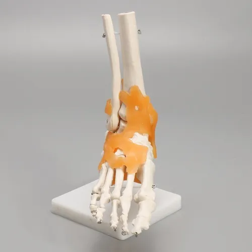 1:1 Lifesize Skeleton Model Pie Tobillo Hueso De Humano