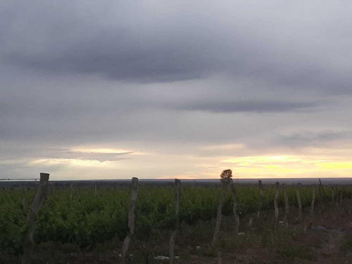 Imagen 6 de 13 de Vendo Hermosa Finca En Tupungato, Mendoza