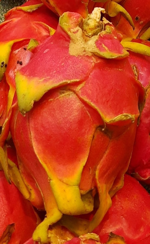 Imagen 3 de 3 de 1 Planta O Esqueje De Pitahaya, Pulpa Fiusha De 60 Cm