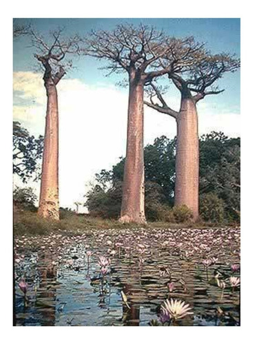 5 Semillas De Adansonia Madagascarensis $99 Codigo 871