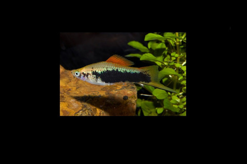 Pack 8 Peces Cola De Espada Surtido Pecera Acuarios Santiago