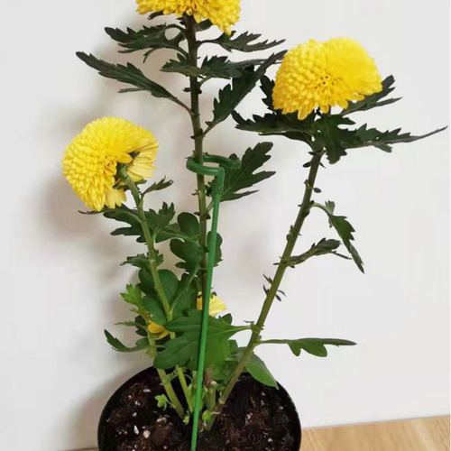 Varillas De Soporte Para Bonsáis De Jardín (en Forma De S),