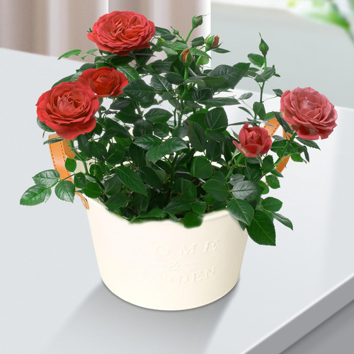 Maceta De Flores, Cubo Para Flores, Maceta De Escritorio,
