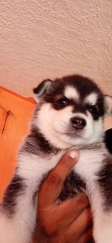 Alaska Malamute