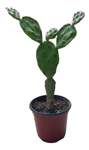 Cactus - Tuna Nopal - Opuntia