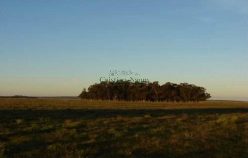 Espectacular Campo De 110 Ha.- Ref: 37062