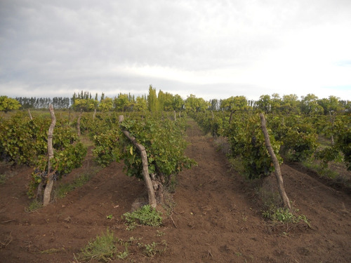 Imagen 12 de 14 de Finca 27 Hs En Gral.alvear, Pcia. De Mendoza