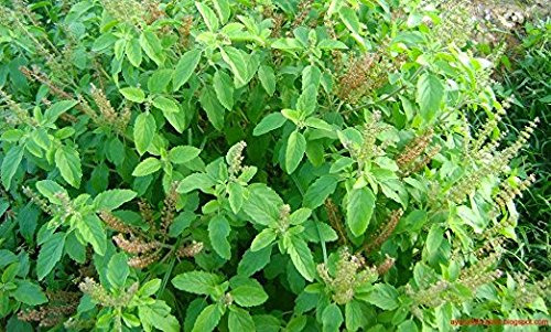 Suplemento Harmony Nutraceuticals Tulsi Holy Basil 120 Cápsu