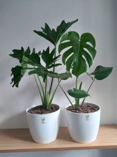 Philodendron Misionero + Monstera Costilla De Adán En Maceta
