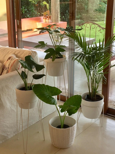 Pie Hierro Con Maceta Blanca Más Planta Tropical A Elección