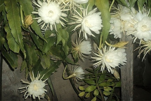 Muda Da Flor Cacto Suculenta Rainha Da Noite Perfumada E Org | MercadoLivre