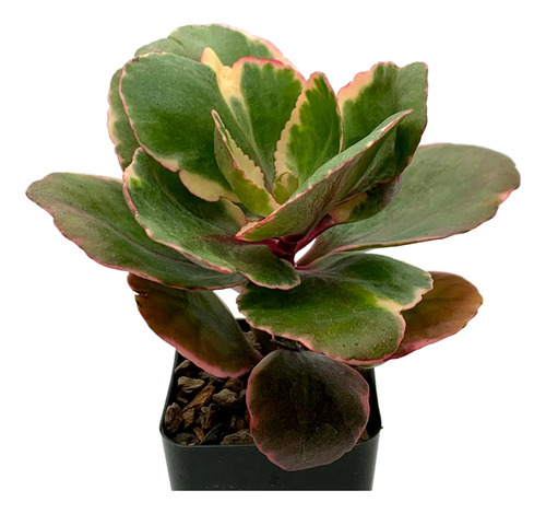  Kalanchoe Variegata + Regalo