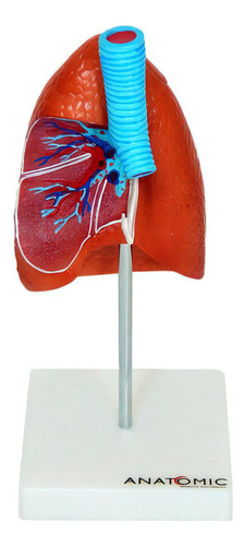 Anatomia Do Pulmão Com Traqueia E Placa Explicativa