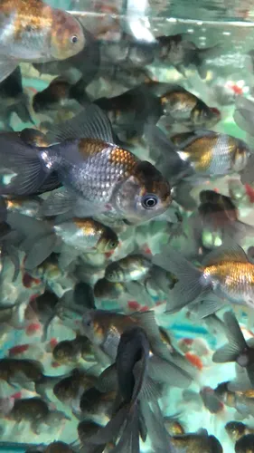 comprar Pct. Cu002F 5 Peixes Kinguio Oranda Azul -aquário- Água Doce