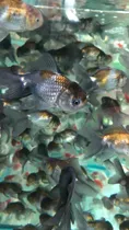Comprar Pct. Cu002F 5 Peixes Kinguio Oranda Azul -aquário- Água Doce