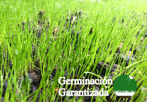 Semillas Césped Rye Grass Anual - Ideal Para Jardín Parques