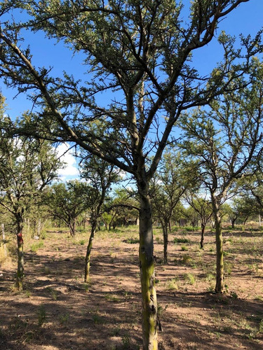 Imagen 13 de 14 de Lote 1840 M2 - Posesion / Quebrada De Los Pozos, Villa De Las Rosas - Traslasierra
