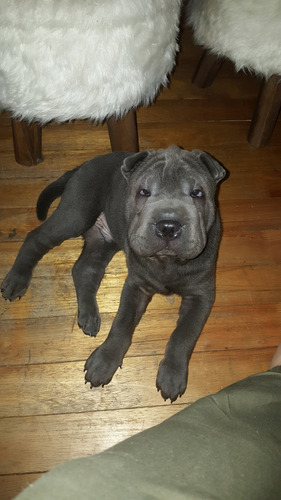 Sharpei Macho Para Monta