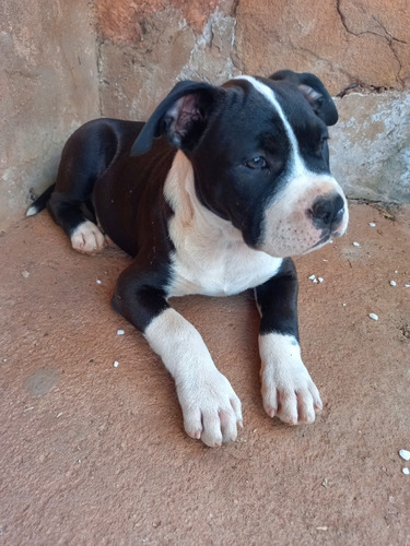 Imagem 2 de 2 de Filhote American Staffordshire De 2 Meses.