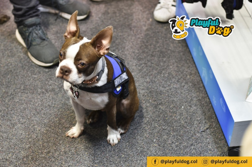 Arnés K9/soporte Emocional Perro (raza Pequeña)(sin Parche)