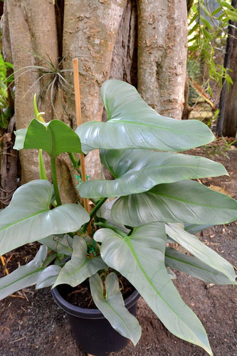 Filodendro Plateado. Philodendron Hastatum. Silver Sword