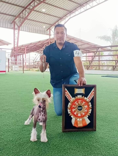 Cachorros Crestado Chino Sin Pelo Y Con Pelo Hipoalergenicos