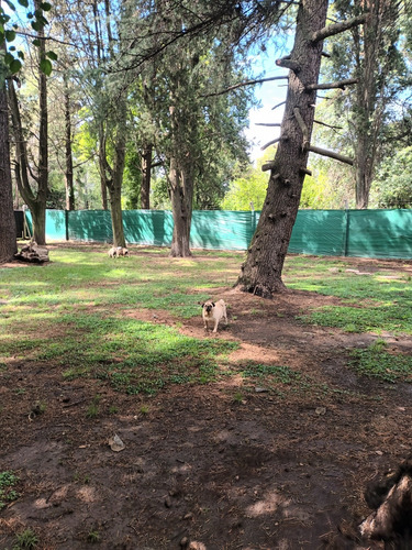 Guarderia Pensionado Canino