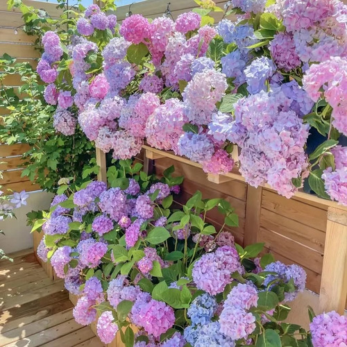 Mas De 150 Semillas De Hortensias Mixtas Para Plantar Flores