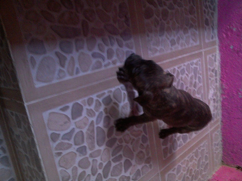 Imagen 1 de 6 de Cachorros Bull Terri En Venta 1500$