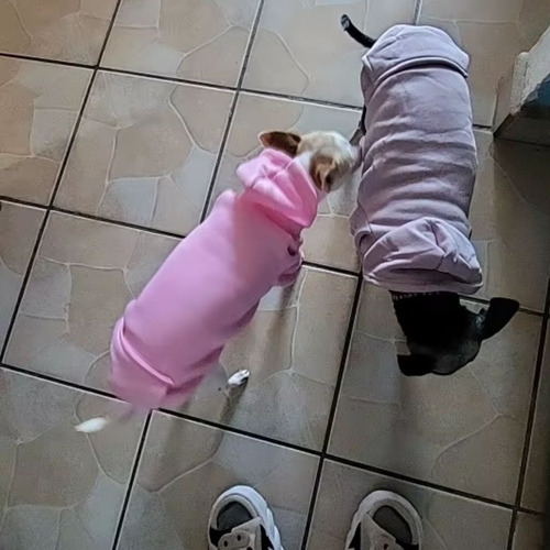 Accesorios De Ropa Para Perro/gato Con Correa Transpirable Gris Xl Sudadera Xl