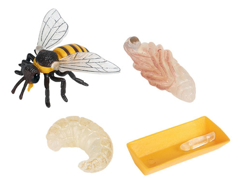 Ciclo De Vida De Las Abejas De Los Insectos De La