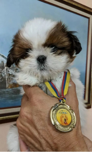 Shih Tzu Cachorros Miniatura Divinos 350 Garantìa De Pureza