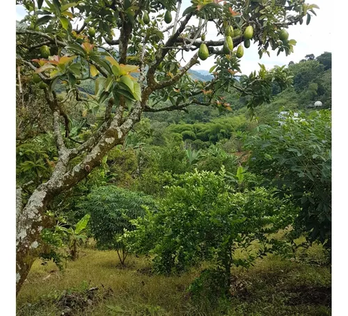 Vendo Finca Por El Trebol 7,5 Has (11,5 Cuadras) Chinchina