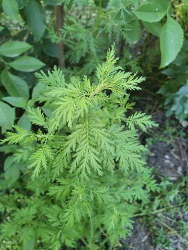 Artemisia Annua - Cultivo Organico Y Artesanal