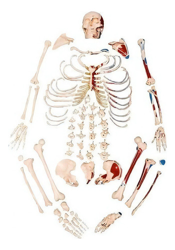 Esqueleto Humano Desarticulado Tam.natural Origem E Inserção