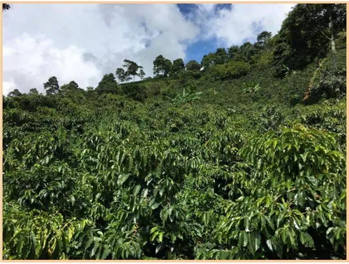 Vendo Finca De 18 Cuadras Para Ganado Y Cerdos A 15 Minutos D Fredonia