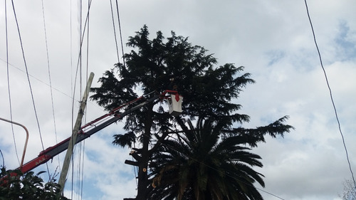 Poda En Altura De Arboles,tala,limpieza ,tala De Palmera. 