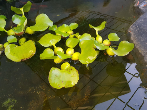 Eichhornia Crassipes - Camalotes - Jacinto De Agua