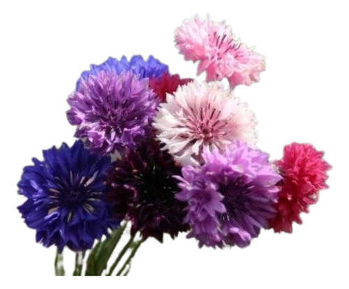 30 Semillas Centaurea Doble Mix - Premium