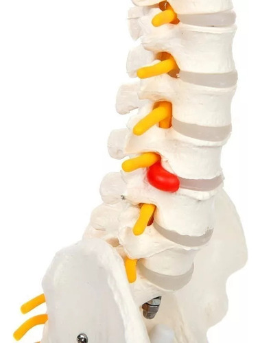 Columna Vertebral Humana De 45 Cm Con Pelvis Modelo Flexible