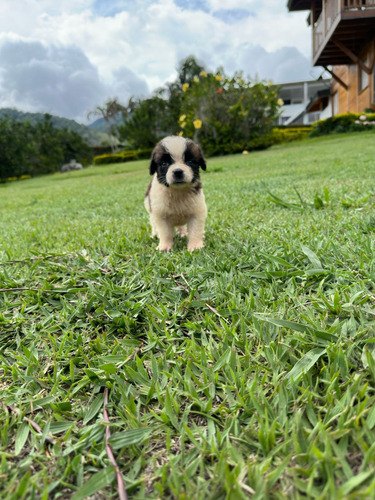 Cachorros San Bernardo Perros En Venta Cali Medellín Bogota