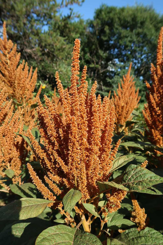 Semillas Orgánicas Flores De Amaranto Anaranjado