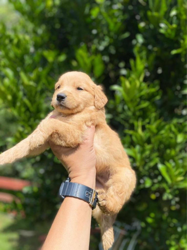 Imagen 5 de 10 de Cachorros Golden Retriever Cali Medellin Bogota