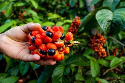 Guaraná Do Amazonas Em Grão - 500g