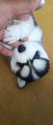 Imagem 3 de 5 de Filhote De Husky Siberiano Pelagem Longa