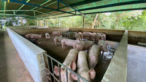 Imagen 26 de 28 de En Venta Granja Porcicola En Las Mesas Via Seboruco