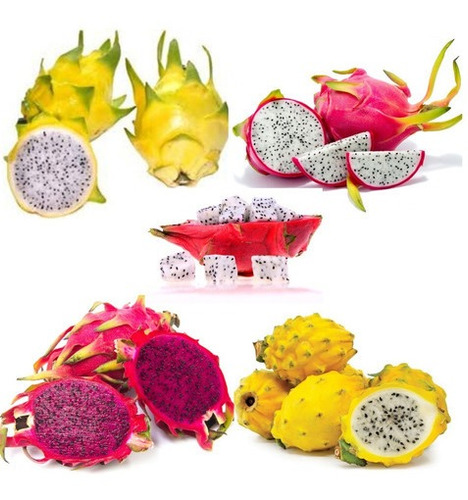 Mudas De Pitaya Auto Fértil Kit Com 10 Mudas E 5 Variedades